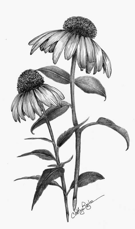 cone flower illustration|cone flower pictures.